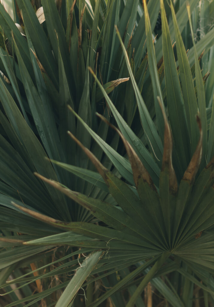 Details of saw palmetto branches at sunset